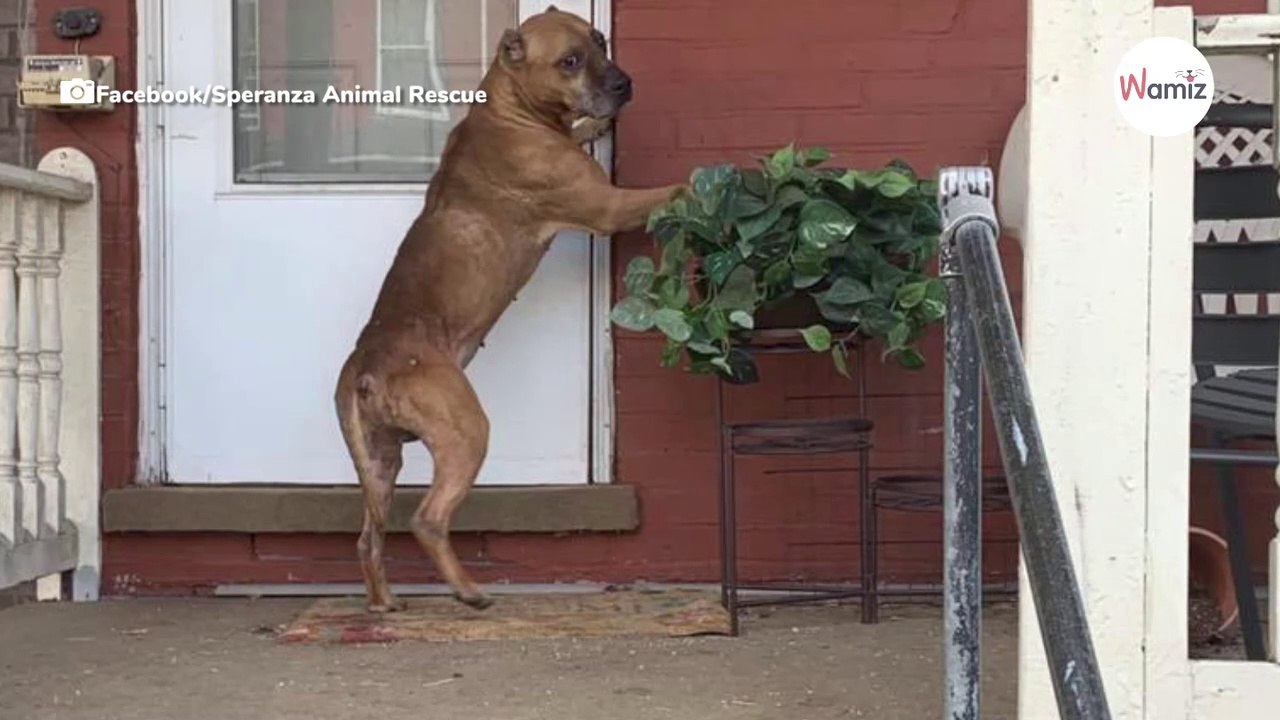 Hund klopft immer noch an Haustür, weil er sein Schicksal nicht versteht (Video)