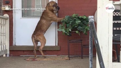 Hund klopft immer noch an Haustür, weil er sein Schicksal nicht versteht (Video)