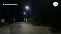 Mitten in der Nacht überquert ein Schutzengel auf vier Pfoten die Straße (Video)
