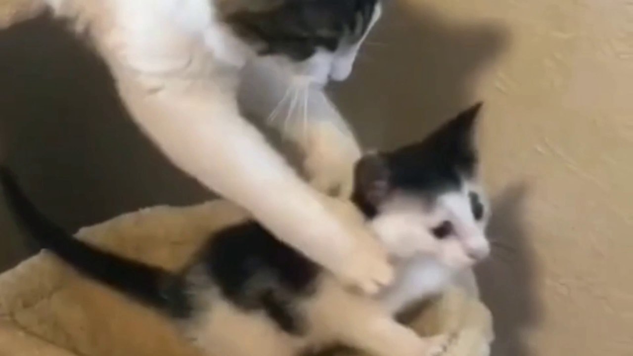 Funny video of mother cat and baby cat