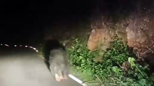 நீலகிரியில் செல்ல வழியின்றி சாலையில் பதறி ஓடிய கரடி; வீடியோ வெளியாகி பரபரப்பு