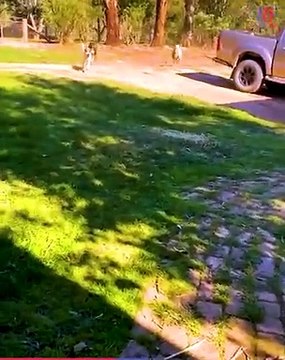 Wheeee! Playful sheep slides down stair ramp again and again.