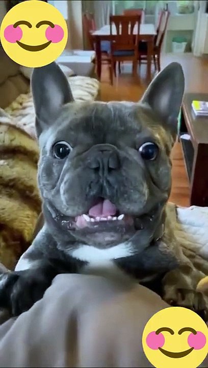 funny animals