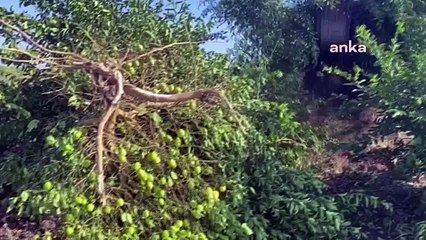 Markette 20, tarlada 50 kuruş! Limon üreticisi ağaçlarını sökmeye başladı