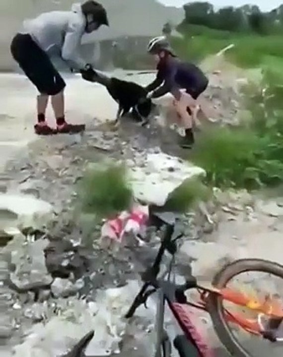 Ce pauvre chien a un bouteille coincée sur la tête