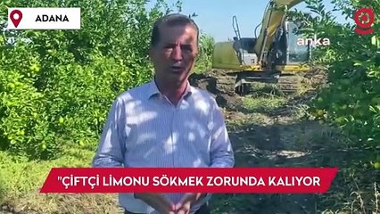 Yüreğir Ziraat Odası Başkanı Doğan: Çiftçi limonu söküp biyokütle tesislerine gönderiyor