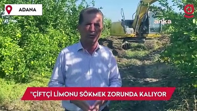 Yüreğir Ziraat Odası Başkanı Doğan: Çiftçi limonu söküp biyokütle tesislerine gönderiyor