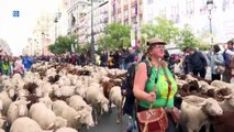 Madrid recibe a más de 1.200 cabras y ovejas en la marcha de la transhumancia