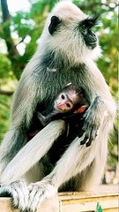 Baby Mankey Reaction Video|Langoor Baby Video|#Animalsvideo#Mankeyvideo#Langoor