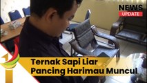 Ternak Sapi Liar Pancing Harimau Muncul