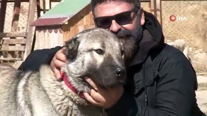 Dolandırıcıların yeni kozu, Sivas'ta 'Anadolu Aslanı' olarak biliniyor: Gerçek kangal köpeği nasıl anlaşılır?