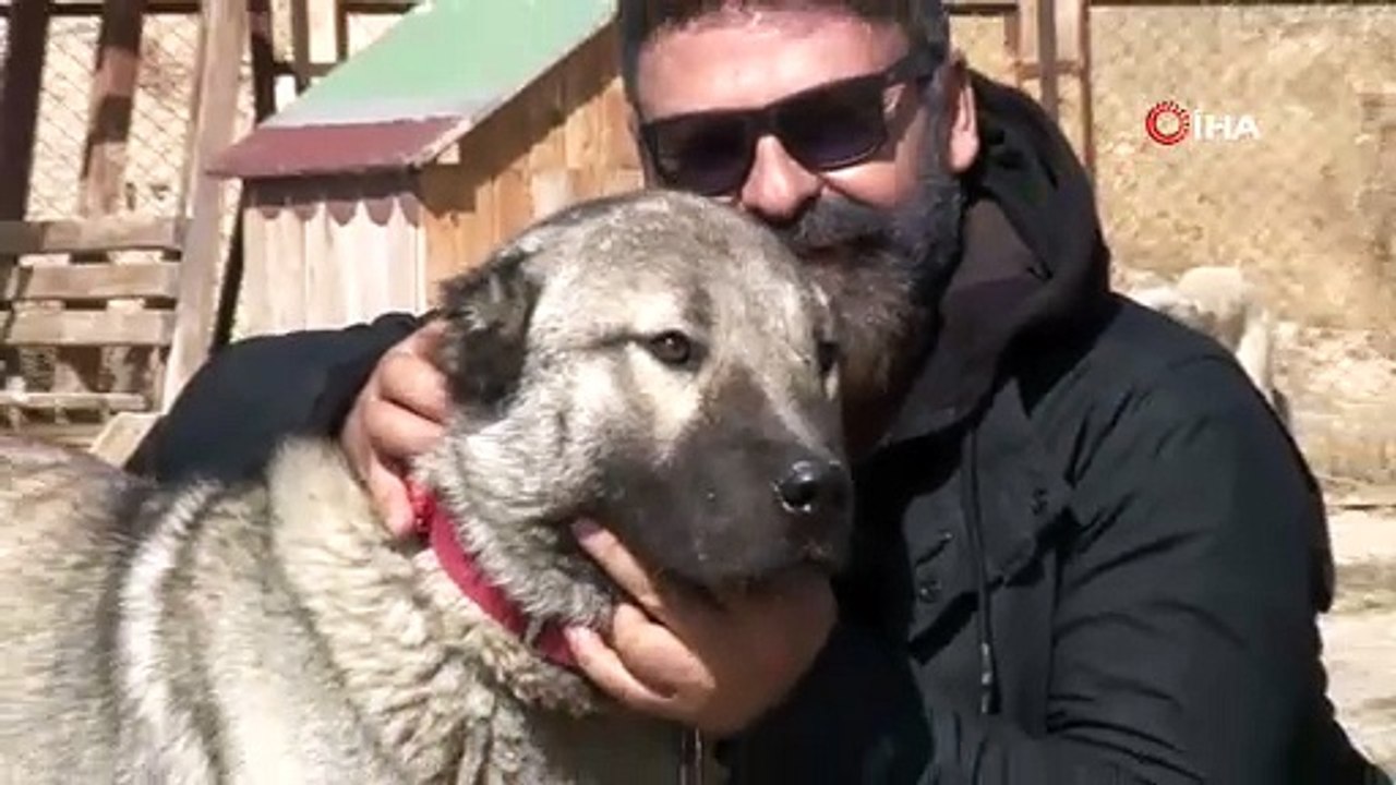 Dolandırıcıların yeni kozu, Sivas'ta 'Anadolu Aslanı' olarak biliniyor: Gerçek kangal köpeği nasıl anlaşılır?
