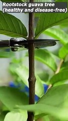 Guava tree grafting technique - grafting fruit trees #grafting #shorts