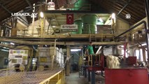 Asırlık Çınar, 100 Yıl Önce Kurulan Nuri Şeker Uşak Şeker Fabrikası