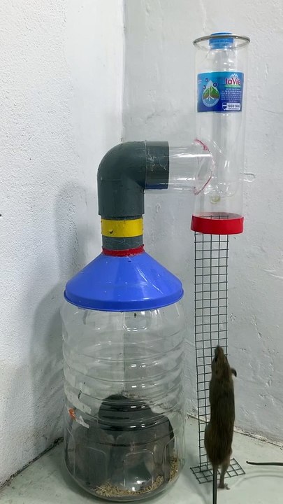 Make your own mouse trap from old plastic bottles __ Mouse trap 2 #rattrap #mousetrap #shorts