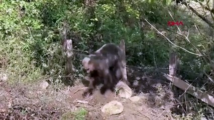 Bozayı Domuz Tuzağından Kurtarıldı