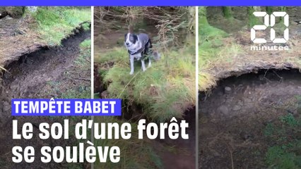 Tempête Babet : Le vent a soulevé le sol d'une forêt en Écosse