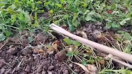 Yozgat'ta ekti; 25 dönümden 200 ton ürün aldı, servete kondu: Tonu bin 855 TL!