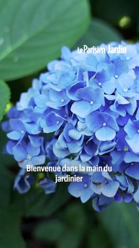 Le Parisien Jardin : comment bouturer facilement un Hortensia ?
