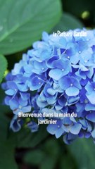 Le Parisien Jardin : comment bouturer facilement un Hortensia ?