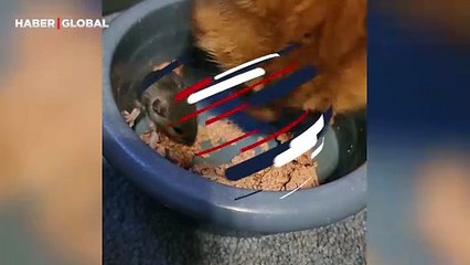 Acıkan farenin mama yemesi için müsaade eden kedi viral oldu