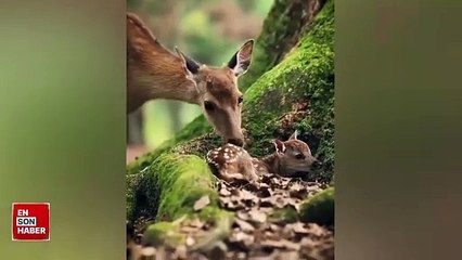 Yavrusunu temizleyen anne ceylan