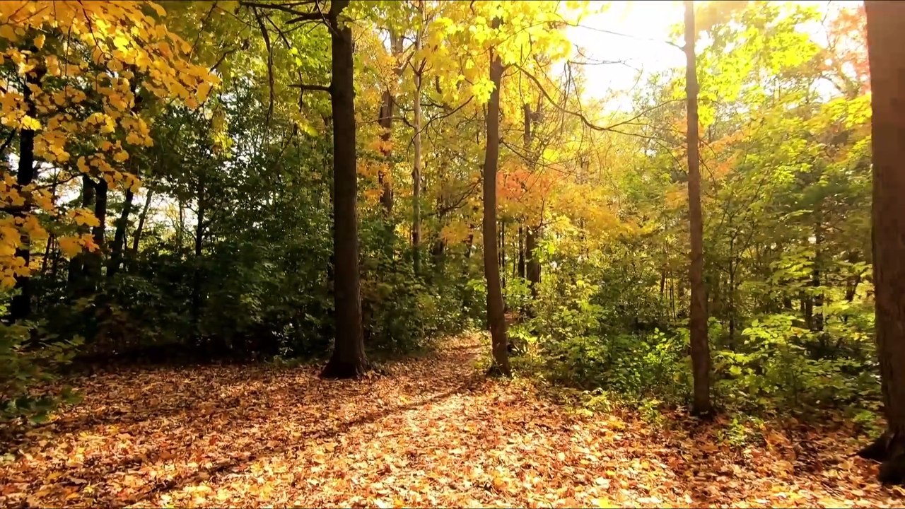 "Soothing Ambient Music: Healing Frequencies for Stress Relief"