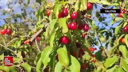 Zayıflamak isteyenlere kızılcık önerisi