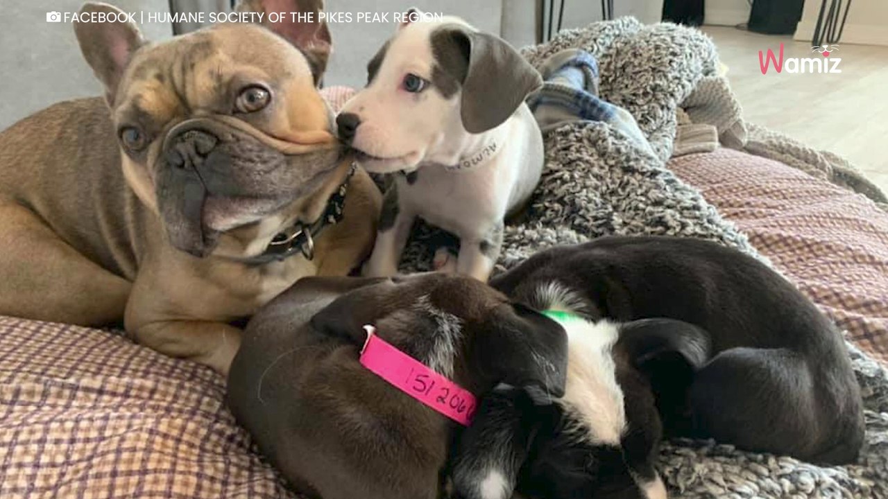 Ce Bouledogue français au grand coeur a été le papa adoptif de plus de 200 chiots (Vidéo)