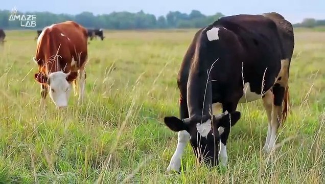 Researchers Think Animals Might Be Able to Predict Earthquakes!