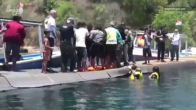 Dolphins Going Back to the Wild in Bali Is One of the Coolest Things You’ll See All Day