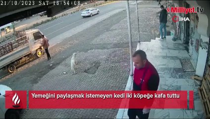 Yemeğini paylaşmak istemeyen kedi iki köpeğe kafa tuttu