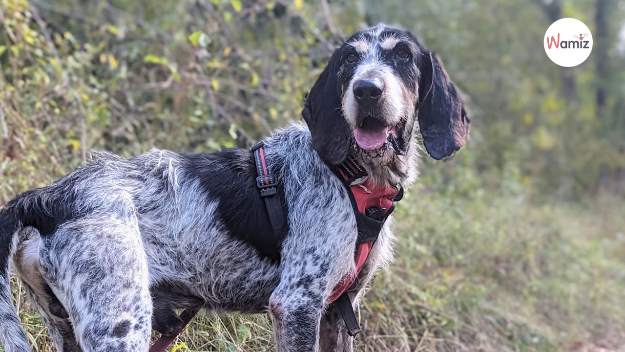 Ce chien de refuge voit ses voisins de box se faire adopter, pendant que lui ne reçoit aucune visite