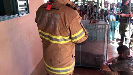 Onça é capturada no interior de Minas