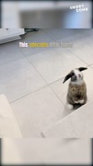 Bunny Bliss: Adorable Rabbit's Cutest Moments || Heartsome 