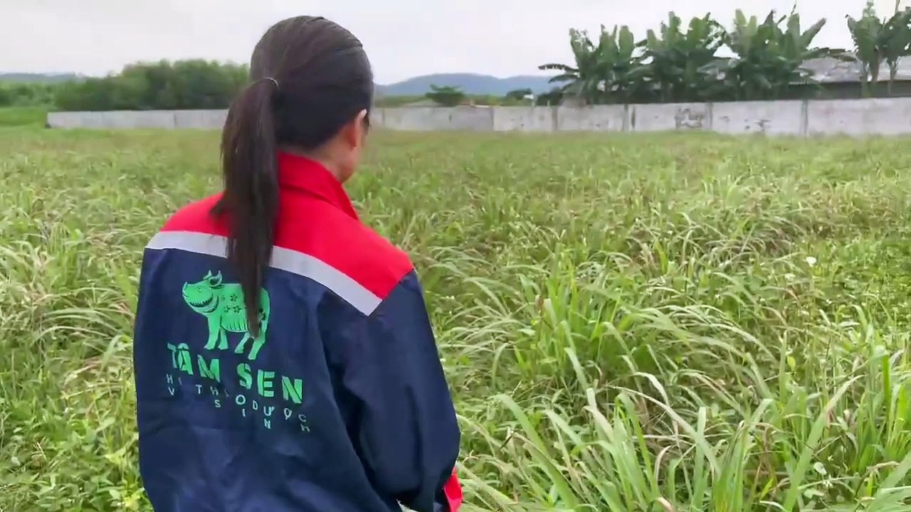 Chị Nguyễn Thị Hoài Sen với mô hình nuôi lợn bằng thảo dược