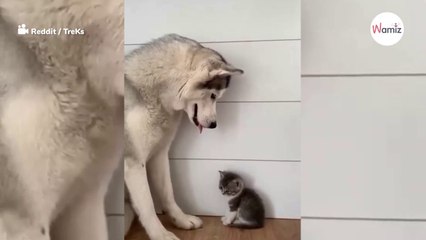 Esta escena de un husky mimando a un gatito diminuto te encogerá el corazón