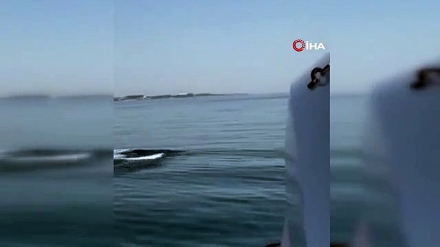 Surprise des dauphins sur un bateau de sports nautiques