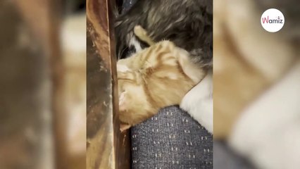 Husky y gatito pelirrojo son los mejores amigos: ¡qué bonito es verlos jugar juntos!