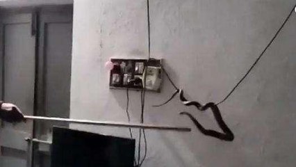 కోనసీమ జిల్లా: ఓ ఇంట్లోకి వచ్చి భయపెట్టిన పాము... వీడియో