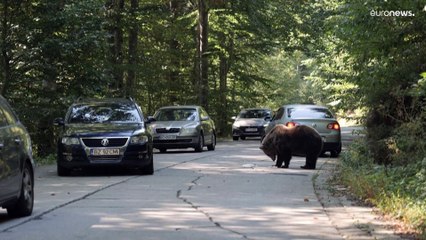 فيديو: تعايش الدببة وسط السكان يثير انقساماً في رومانيا