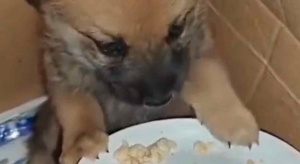 Koskettava video: Gazaan kohdistuvien pommitusten kauhistuttama koira ei pysty syömään