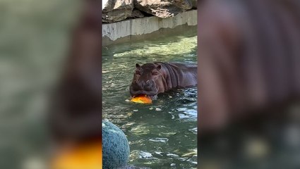 Hippos enjoy pumpkin pool party for Halloween