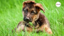 Tierarzt bringt kleinen Schäferhund zum Erbrechen: Nicht nur Frauchen wird es zu „bunt“!
