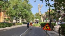 Palermo, via alla rimozione dei platani a rischio crollo in via Libertà