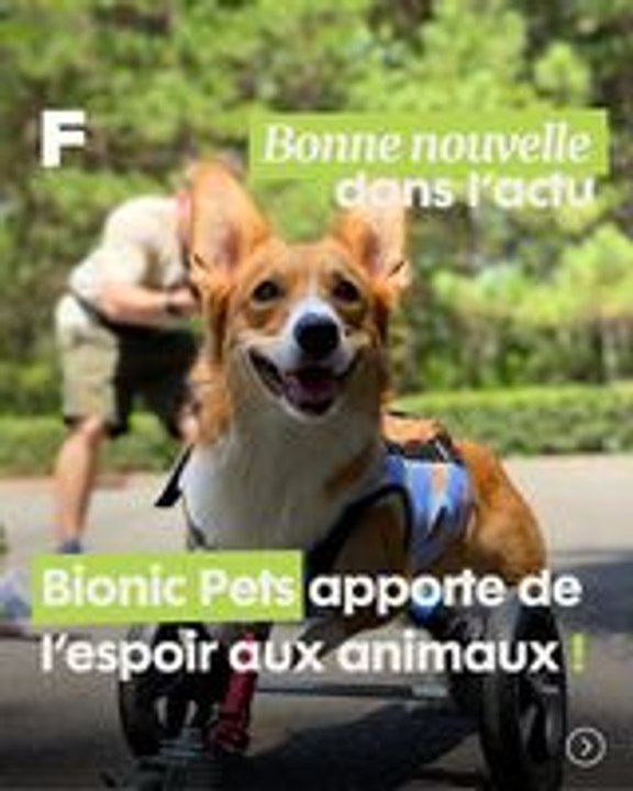 Redonner espoir : l'Incroyable mission de Derrick Campana pour les Animaux !