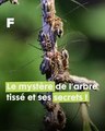 Le mystère de l'arbre tissé : quand la nature dévoile ses secrets !