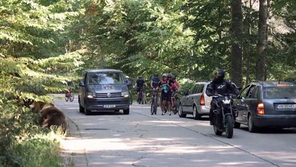 Keep or cull? Romania divided over its bear population