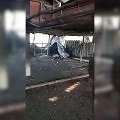 Catturato un gigantesco pitone reticolato in india: il video è virale