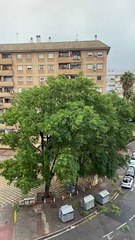 La tempête fait tomber un arbre sur une voiture